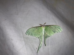 Actias luna