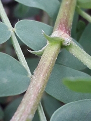 Astragalus inopinatus