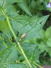 Adelphocoris lineolatus