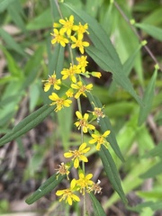 Solidago caesia