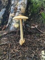Amanita fulva