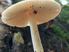 Amanita fulva
