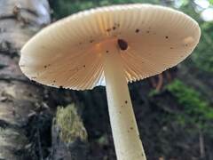 Amanita fulva