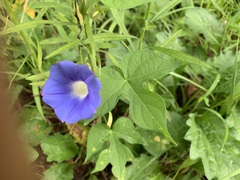 Ipomoea hederacea