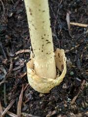 Amanita fulva