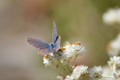 Glaucopsyche lygdamus