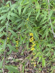 Solidago caesia