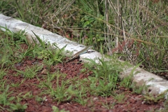 Aspidoscelis gularis