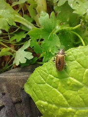 Lagria villosa