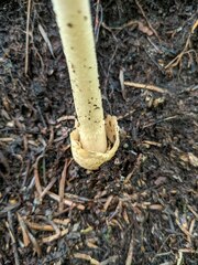 Amanita fulva