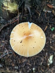 Amanita fulva