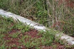 Aspidoscelis gularis