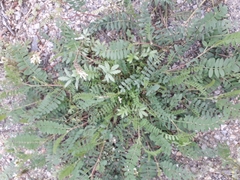 Astragalus inopinatus