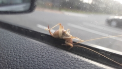 Camptonotus carolinensis