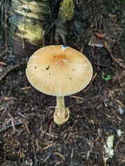 Amanita fulva