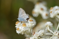 Glaucopsyche lygdamus