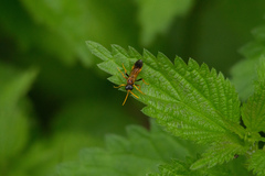 Tenthredo campestris