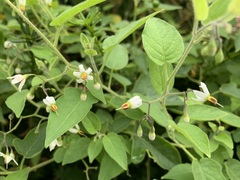 Solanum lyratum