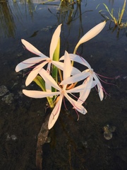 Crinum americanum