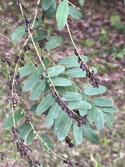Amorpha fruticosa