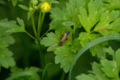 Tenthredo campestris