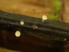 Crocicreas coronatum