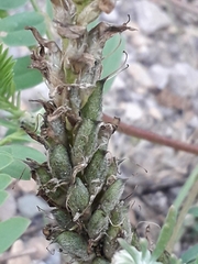 Astragalus inopinatus