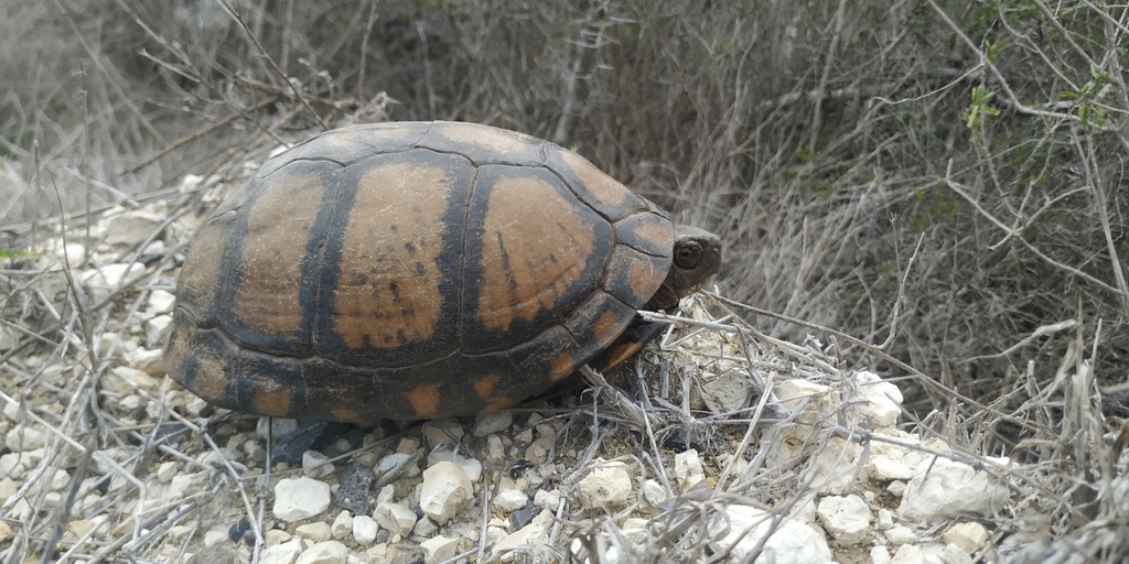 Terrapene mexicana