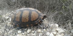 Terrapene carolina mexicana