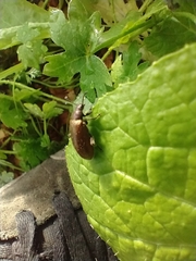Lagria villosa