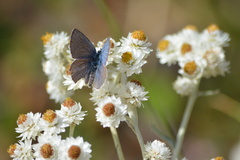 Glaucopsyche lygdamus