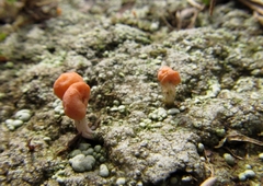 Dibaeis baeomyces