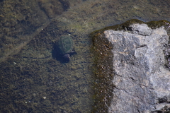 Sternotherus odoratus