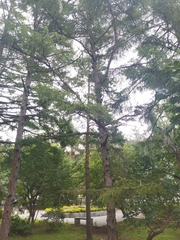 Larix