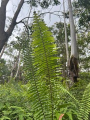 Nephrolepis exaltata