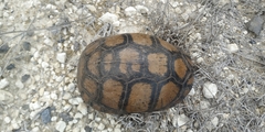 Terrapene carolina mexicana
