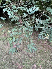 Amorpha fruticosa