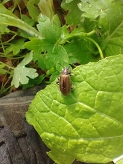 Lagria villosa