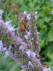 Chauliognathus pensylvanicus