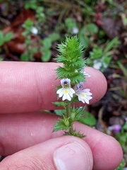 Euphrasia