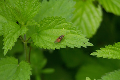 Rhingia campestris