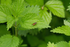 Rhingia campestris