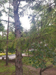 Larix