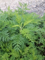 Artemisia gmelinii