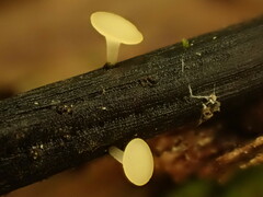 Crocicreas coronatum