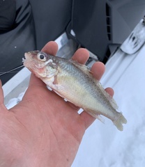 Gymnocephalus cernua