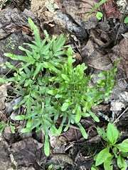 Lygodium japonicum