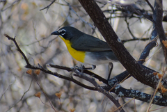 Icteria virens