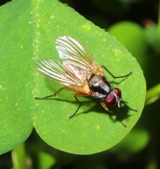 Anthomyiidae