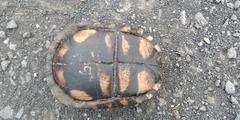 Terrapene carolina mexicana